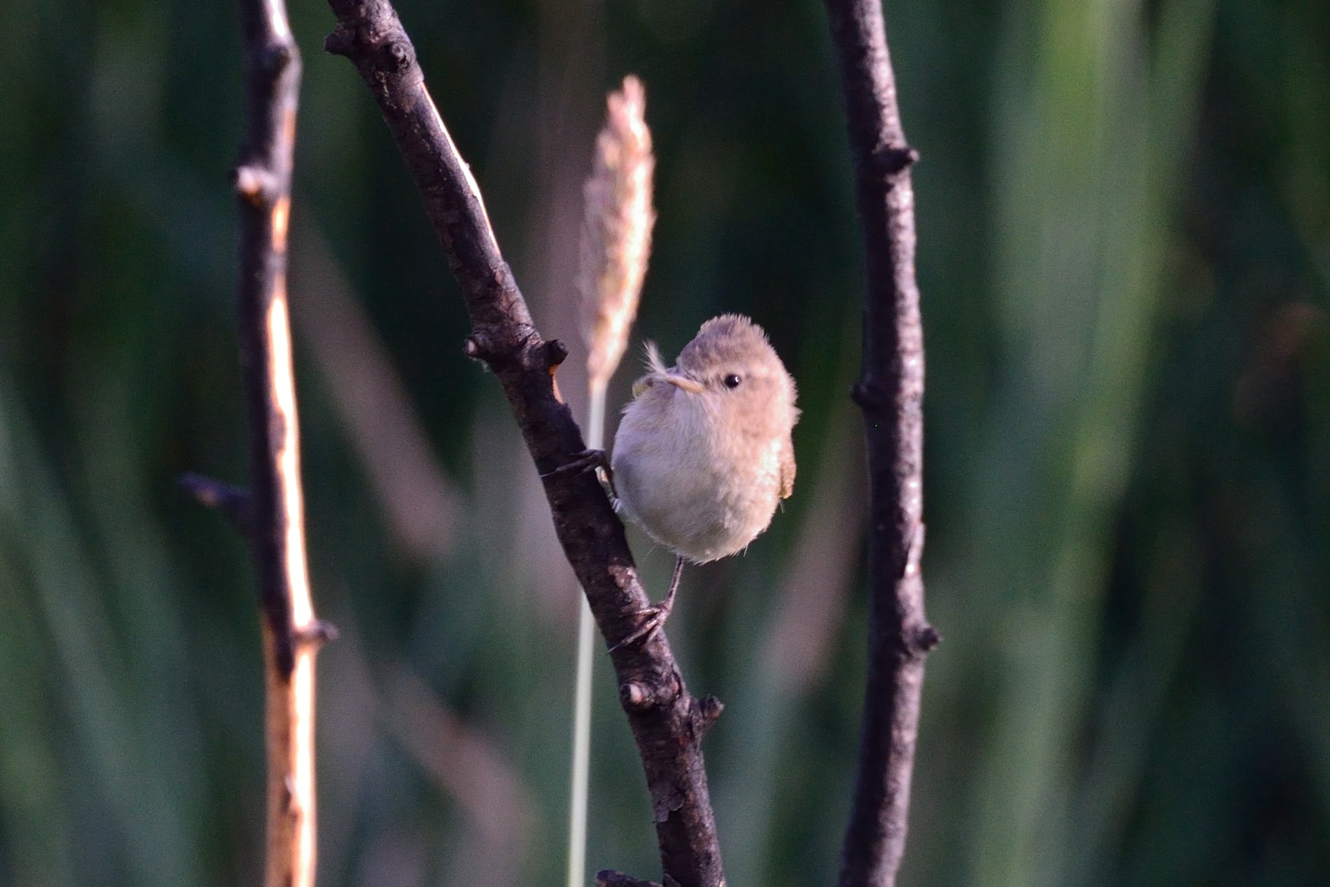 Mountain Chiffchaff